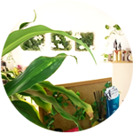 西淀川姫島　美容室ポポロ　店内